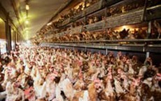 Thêm một người chết vì cúm H5N1